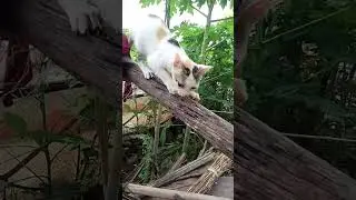 தம்பி கீழ இறங்கு பா please 🙏🏾  #comedy #shorts #trending #dog #pets #viral #reels #shortsfeed #etc