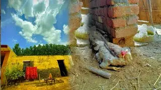 AJ KUDAK MURGI KAD DITTI BAHAR MAUSm ho gya kharB