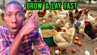 The Secret Feeding Formula for Fast-Growing, Egg-Laying Local Chickens