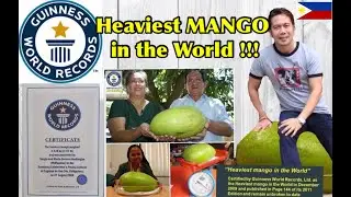 GUINNESS WORLD RECORDS | HEAVIEST MANGO IN THE WORLD