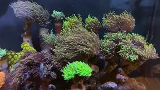 Torch coral~! #reef #reeftank #aquarium #torch #coral