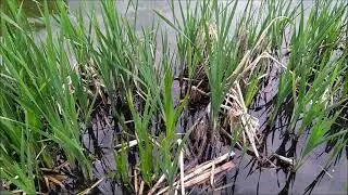 Находка зелёных жаб в центре города Мытищи./The finding of green toads in Mytishchi. 01.06.2022.
