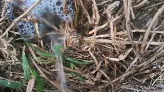 Desperate pee