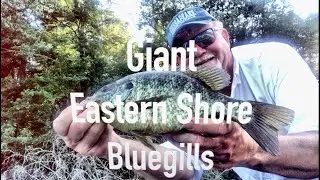 Giant Bluegills in Public Waters - No Bait Required!