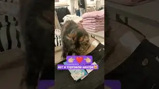 кот в торговом центре😸 #shorts #cat #cute #music #song #funny #viral #like #sleep #gatos #кот #katze