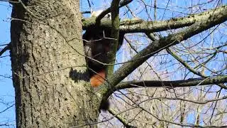 Kleiner Panda (roter Panda) im N&uuml;rnberger Tiergarten