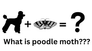 12 Most unique animals.