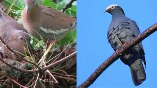 2023 Preparation For Bird Hunting Season (Part 1) in Jamaica  #Birdbush #Jamaica