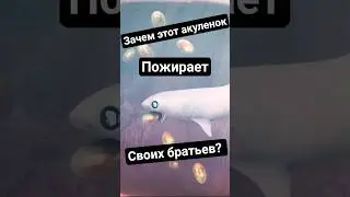 Акулы едят друг друга еще до рождения? #внутриутробныйканнибализм