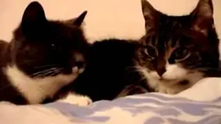Conversation entre deux chats