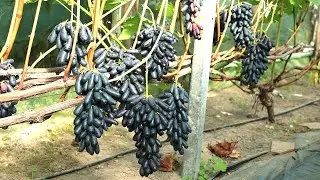 К-Ш АВАТАР 🍇🍇🍇 БЕЛАРУСЬ 2025