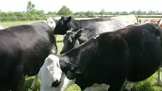 Pastures new