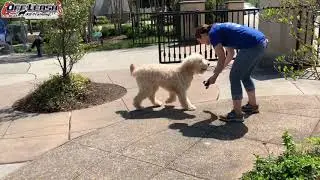 Downtown Atlanta Off Leash Heel with Kid Distractions!!!! | OffLeashGeorgia.com