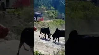 Bull fight #animal #animals #fight #cricket #love #art #anime #bharatgiri #bgmi #comedy #dance #edit