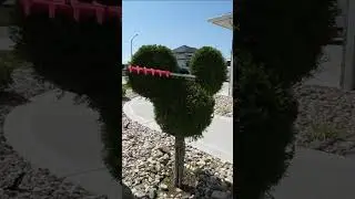 Mickey Mouse Shrub Trimming! 🏰🎆 #hedgetrimming #lawncare #landscaping #mickeymouse #disney #shorts