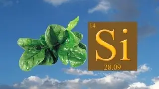 Spinach Power!