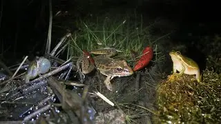 Frogs of Central Florida