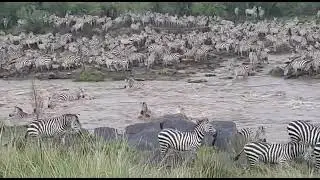 East Safaris | Zebra Crossing Mara river