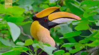 Yunnan Dehong Series | Episode 2: Totem bird