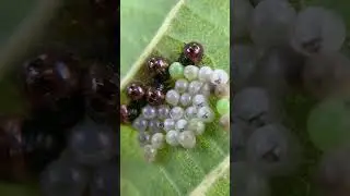Green Shield Bugs (Stink Bugs). First Instar (Hatchlings)