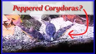 Quick Tips for Happy Peppered Corydoras + Quick Tips on Breeding