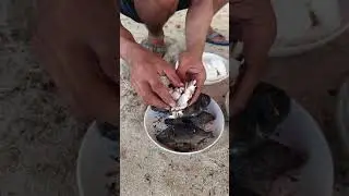 sinugbang pakol #fresh #fishing #seafoodprep #seafood #fish #seafoods #beach #seafoodrecipes #food