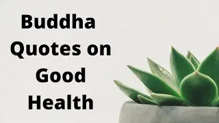 Health & Life 🧘🏽&zwj;♂️|| Buddha Quotes || Soul Time