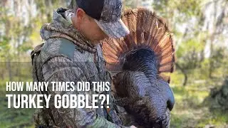The Hardest Gobbling Turkey We've Ever Heard | Florida Spring Turkey 2022