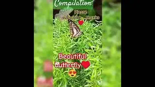 Compilation#ytshortvideo #shortvideo #compilation