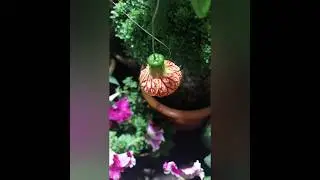 Chinese lantern beautiful flower 😍 #flowers #hibiscus #shortsfeed #viral #shortsvideo #shorts