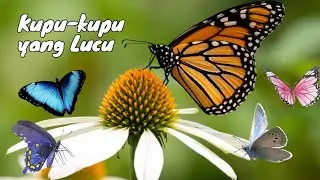 Lagu Kupu Kupu Yang Lucu - Real Animal Video - Amazing Animals | Flonazing