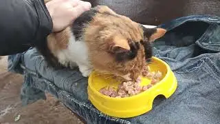 The Cat Everyone Ignored 🔥