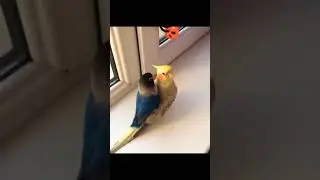 Love Bird Riding on Cockatiel 😂😂 | #awesomebirds