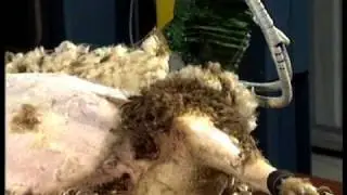 Robot Sheep Shearing