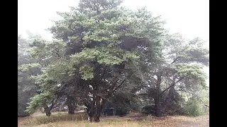 16 Species in Genus Cupressus &ndash; Cypress Tree