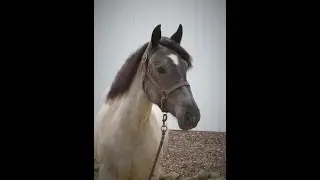 2019 Blue Roan Draft Cross Filly