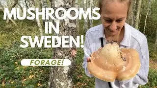 Foraging Mushrooms In Sweden