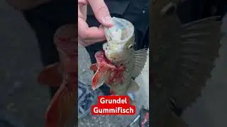 Barschangeln im Winter, gummifisch angeln #angeln #angelnwinter #barschangeln #riesenbarsch
