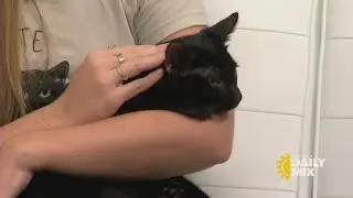 Black cats are the least adopted cat from shelters