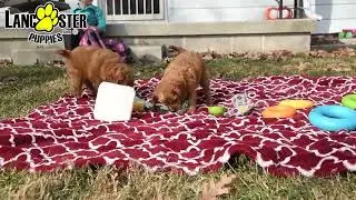 Adorable Cavapoo Puppies