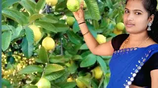 Amazing Masala Guava / Traditional Food Home #guavafruit#villagecooking #guava#masalaguava#spicy