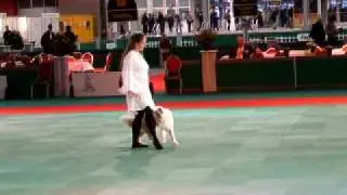 Canine Freestyle at Amsterdam Winner Dogshow - Jody Freestyle