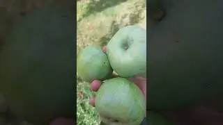 Яблоня Ренет Семиренко, сигнальный урожай