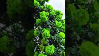 A super green rose flower plant #rose #flower #shorts