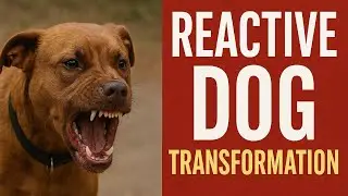 Dog Reactive: Before and After