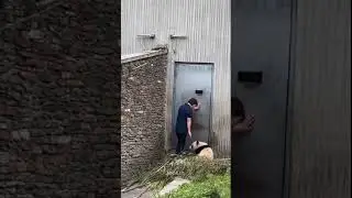 Умная, как медведь панда #Панда #Гигантское #Животное