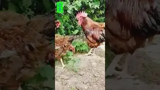RIR murgi farm #rir #birds #farming #training