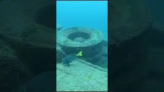 Surgeon Fish Prionurus laticlavius in the Salvatierra Wreck #diving #shorts