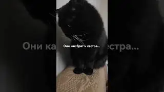 Мои любимки ❤️/ Марта Добрая