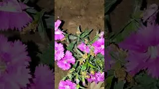 Rani mor sajnava how #love smart video